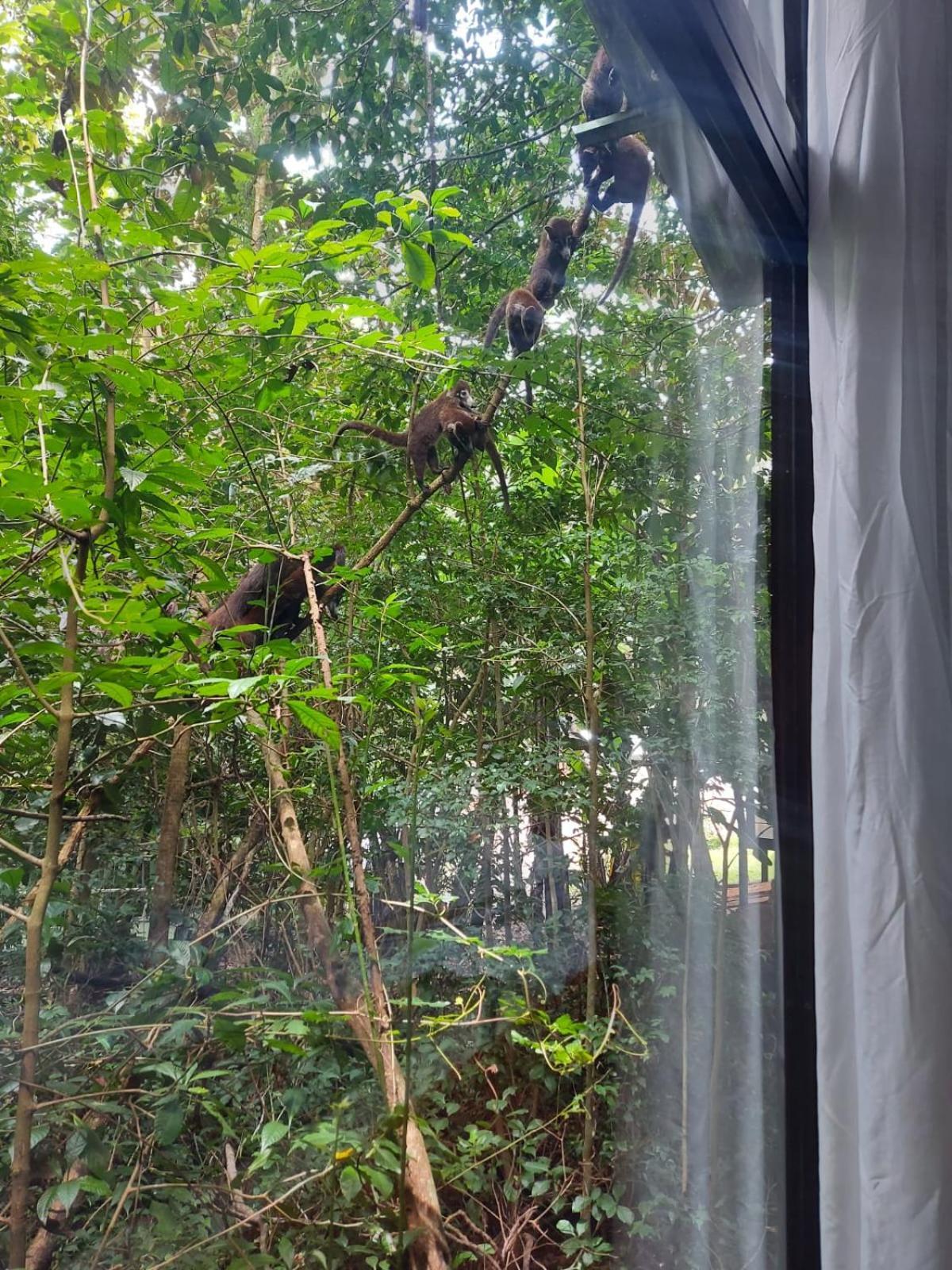 Jungle Living Tree Houses Monteverde Luaran gambar