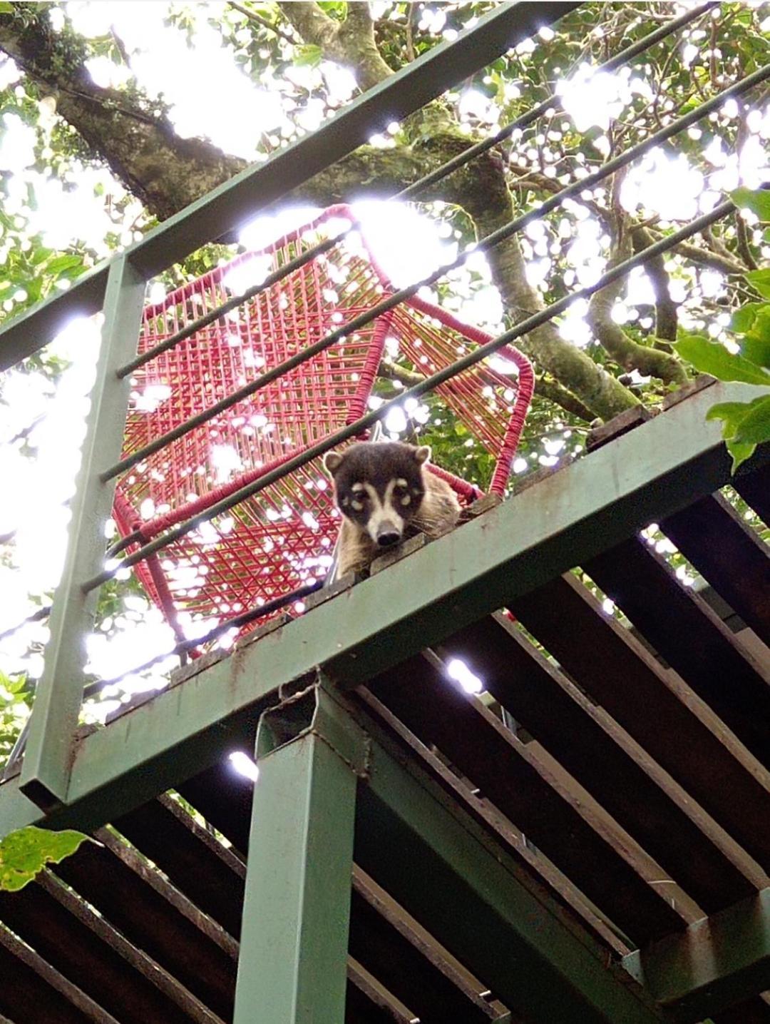 Jungle Living Tree Houses Monteverde Luaran gambar