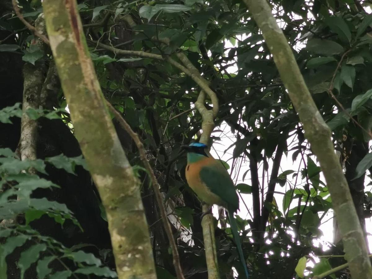 Jungle Living Tree Houses Monteverde Luaran gambar