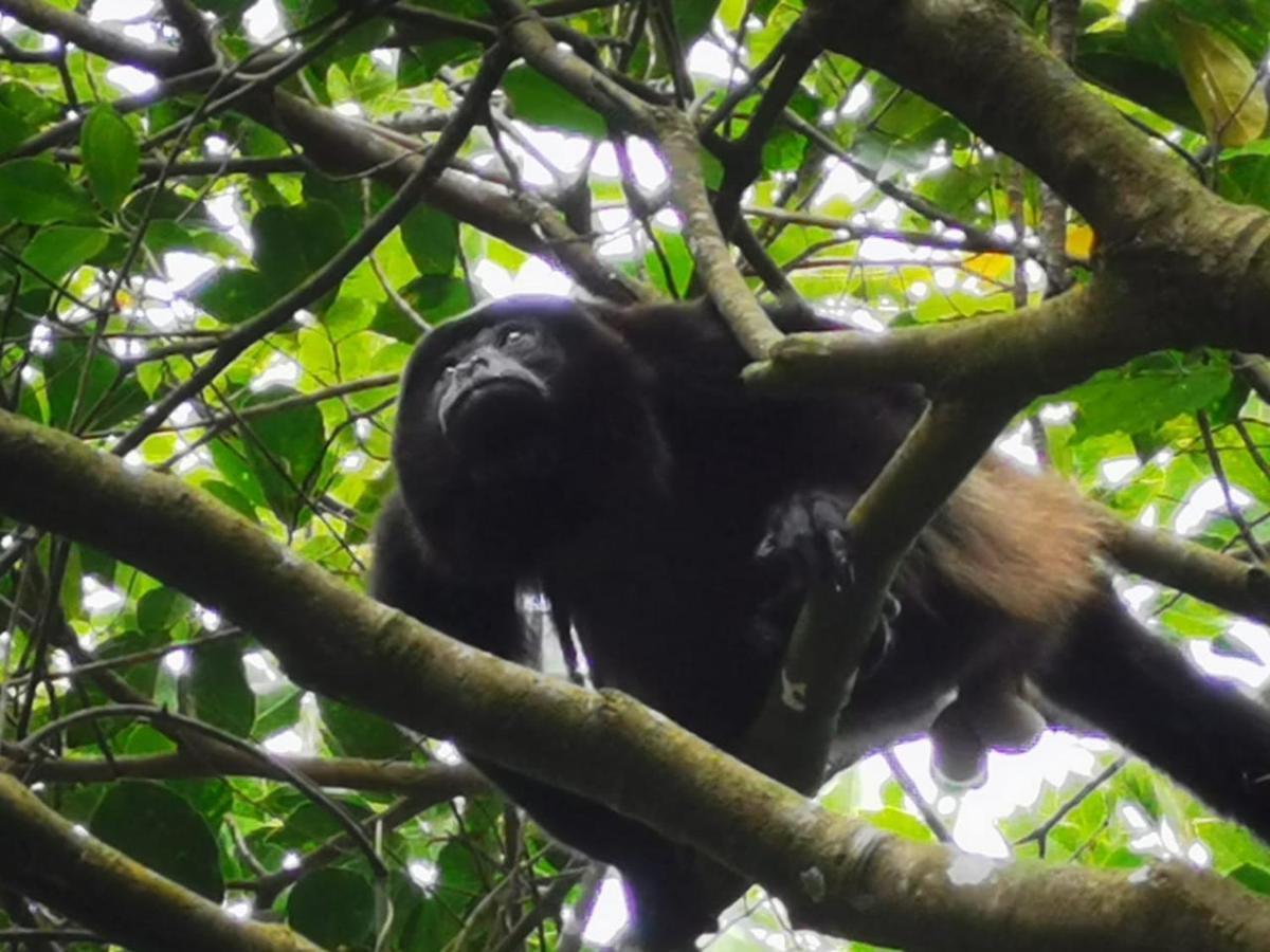 Jungle Living Tree Houses Monteverde Luaran gambar